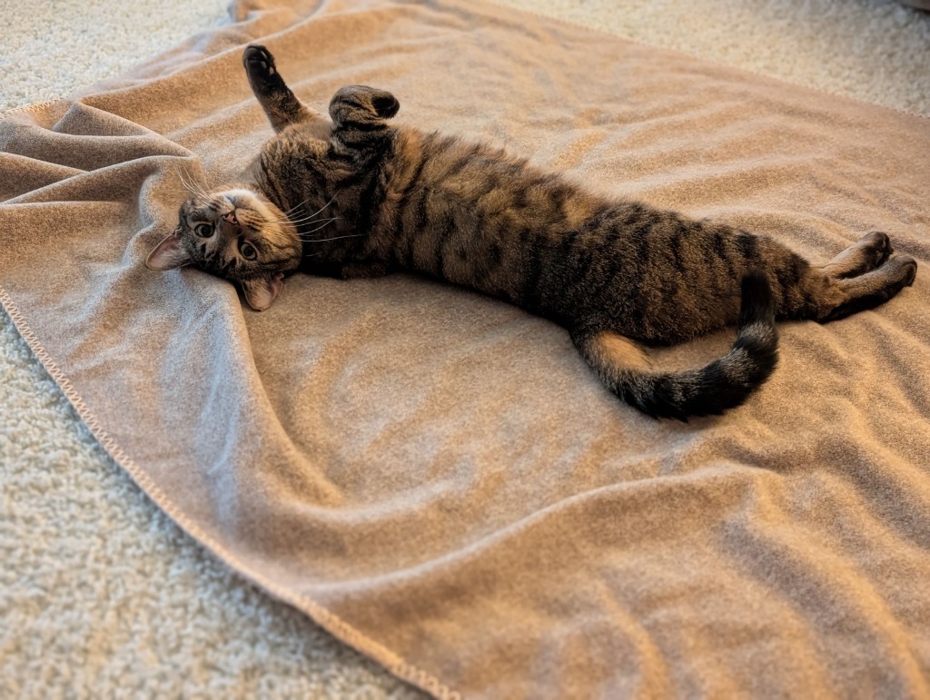 Kitty