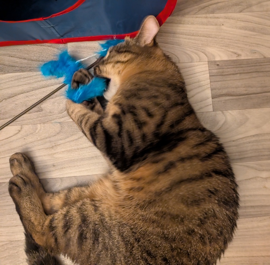 Kitty