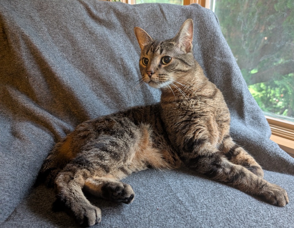 Kitty