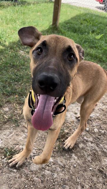 ZEUS