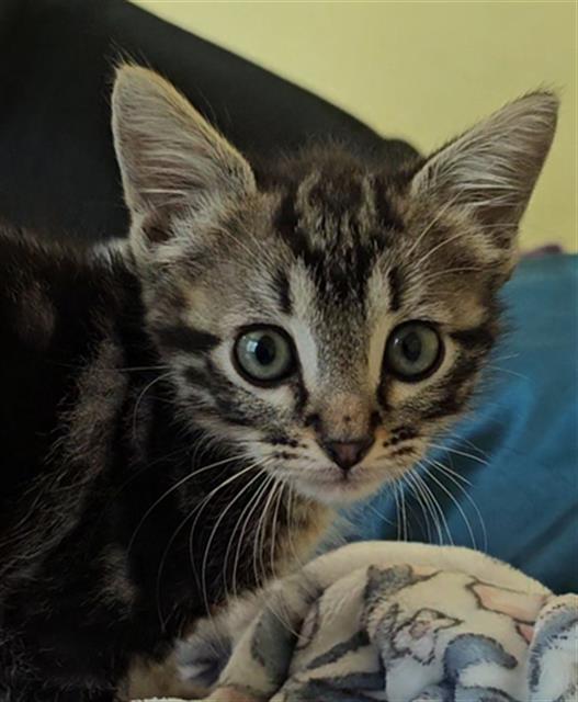 LOKI