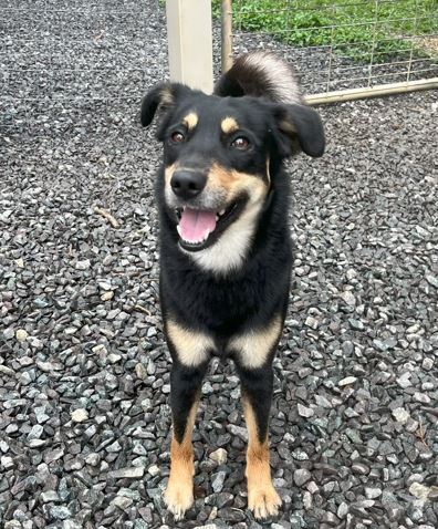Manny, an adoptable Beauceron, Australian Kelpie in Mocksville, NC, 27028 | Photo Image 1