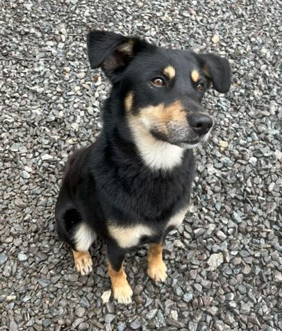 Manny, an adoptable Beauceron, Australian Kelpie in Mocksville, NC, 27028 | Photo Image 2