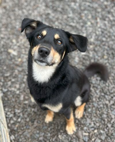 Manny, an adoptable Beauceron, Australian Kelpie in Mocksville, NC, 27028 | Photo Image 3