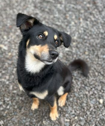 Manny, an adoptable Beauceron, Australian Kelpie in Mocksville, NC, 27028 | Photo Image 4