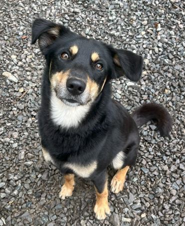 Manny, an adoptable Beauceron, Australian Kelpie in Mocksville, NC, 27028 | Photo Image 5