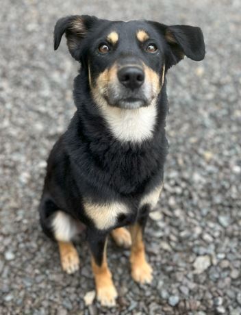 Manny, an adoptable Beauceron, Australian Kelpie in Mocksville, NC, 27028 | Photo Image 6