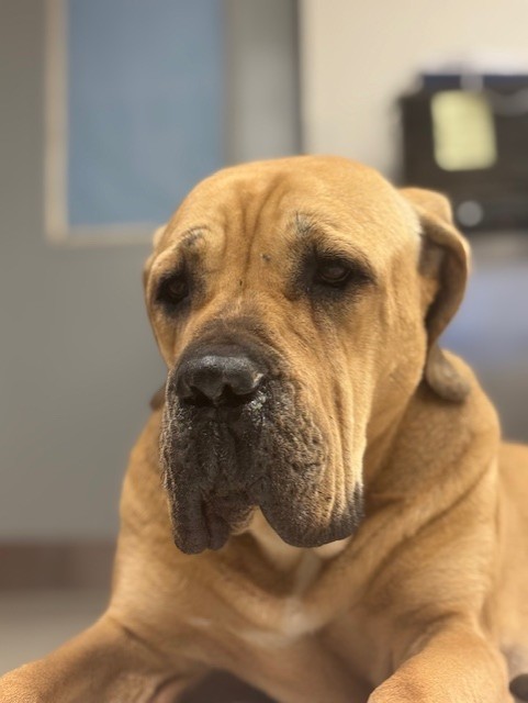 NORA, an adoptable Boerboel, Mixed Breed in Miami, FL, 33122 | Photo Image 1