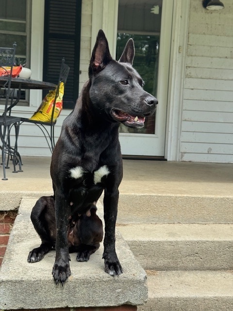 Bonita