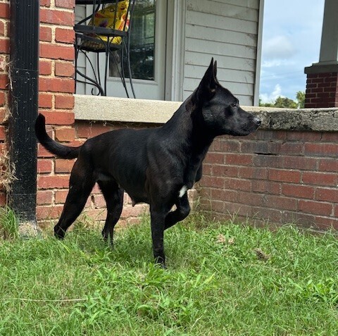 Bonita