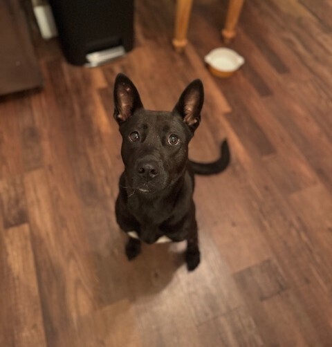 Bonita