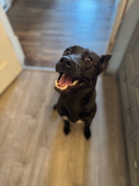 Bonita