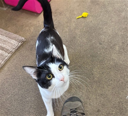 TWISTY, an adoptable Domestic Short Hair in McKinleyville, CA, 95519 | Photo Image 1
