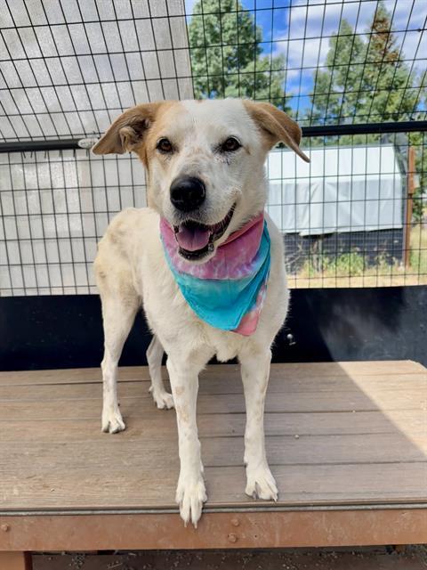 CEESA, an adoptable Akbash, Australian Kelpie in Frisco, CO, 80443 | Photo Image 1