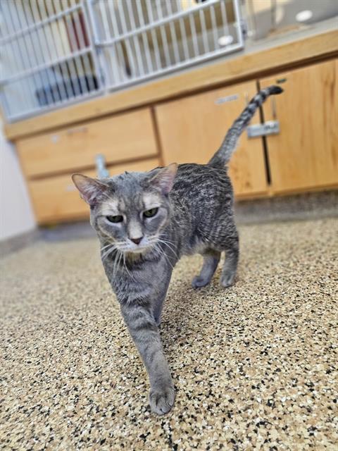 JACOB, an adoptable Domestic Short Hair in Frisco, CO, 80443 | Photo Image 1