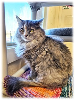 NOLA, an adoptable Domestic Long Hair in Frisco, CO, 80443 | Photo Image 1