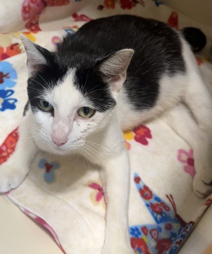 Zafira, an adoptable Domestic Short Hair in Pequot Lakes, MN, 56472 | Photo Image 1