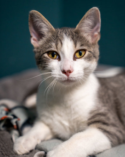 Zuri, an adoptable Domestic Short Hair in Pequot Lakes, MN, 56472 | Photo Image 1