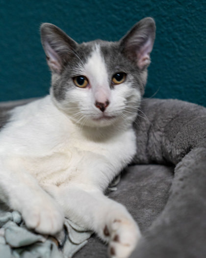 Zada, an adoptable Domestic Short Hair in Pequot Lakes, MN, 56472 | Photo Image 1