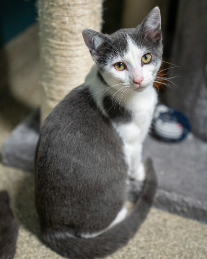 Zola, an adoptable Domestic Short Hair in Pequot Lakes, MN, 56472 | Photo Image 1