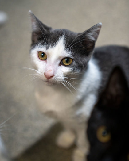 Zola, an adoptable Domestic Short Hair in Pequot Lakes, MN, 56472 | Photo Image 2