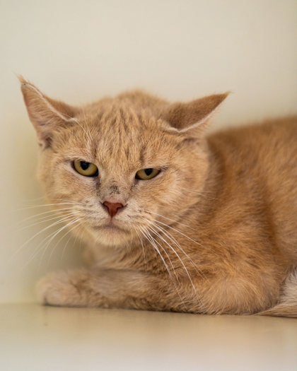 Fall, an adoptable Domestic Short Hair in Pequot Lakes, MN, 56472 | Photo Image 1
