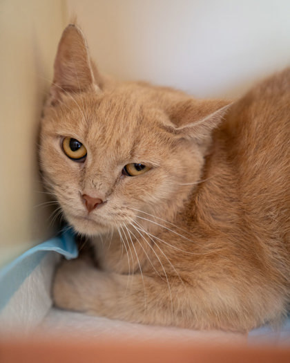 Fall, an adoptable Domestic Short Hair in Pequot Lakes, MN, 56472 | Photo Image 2
