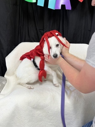 Luke, an adoptable Klee Kai, Mixed Breed in McCook, NE, 69001 | Photo Image 1