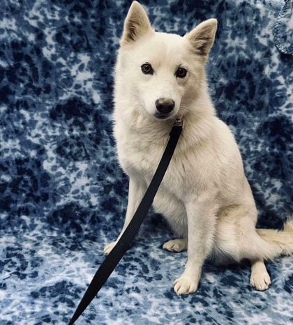 Luke, an adoptable Klee Kai, Mixed Breed in McCook, NE, 69001 | Photo Image 1