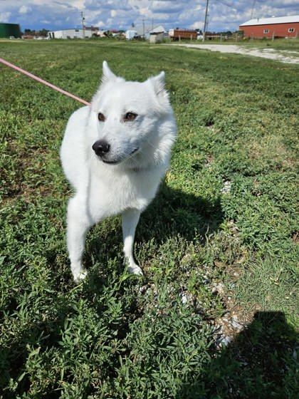 Luke, an adoptable Klee Kai, Mixed Breed in McCook, NE, 69001 | Photo Image 3