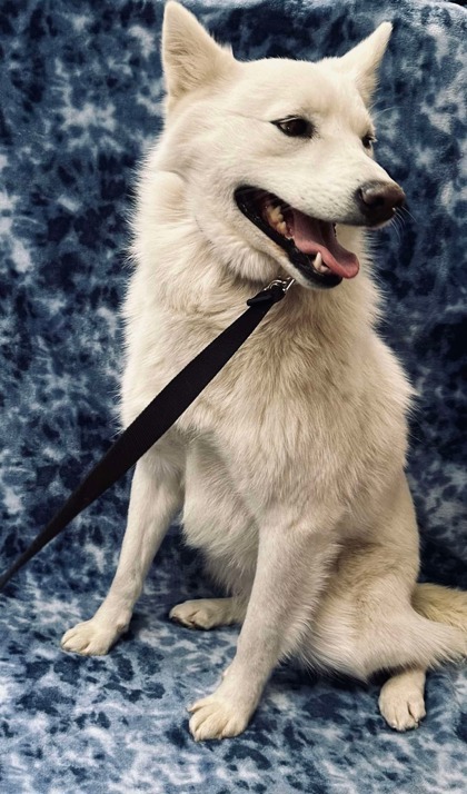 Luke, an adoptable Klee Kai, Mixed Breed in McCook, NE, 69001 | Photo Image 3