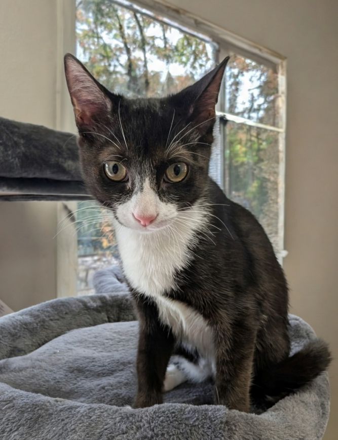 Orie - $75 Adoption Fee