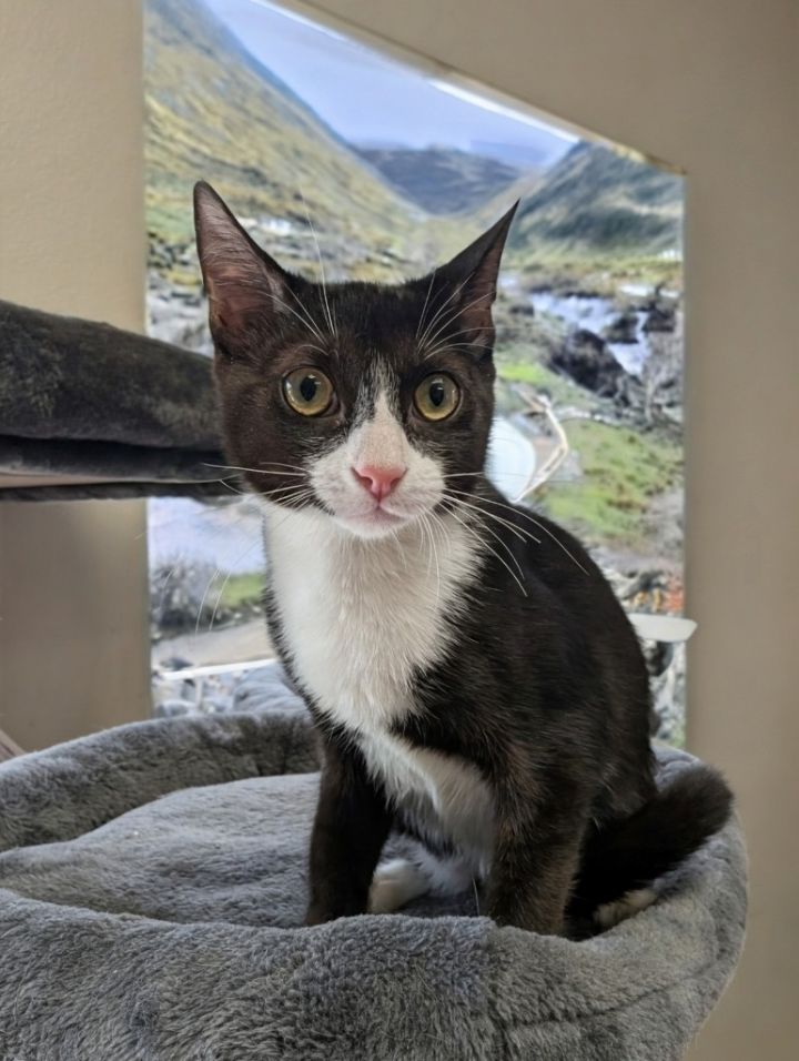 Orie - $75 Adoption Fee 2