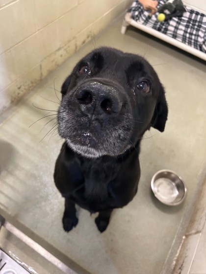 Ricco, an adoptable Labrador Retriever, Mixed Breed in Willmar, MN, 56201 | Photo Image 2