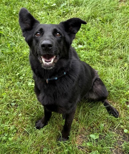 Animagus, an adoptable German Shepherd Dog, Labrador Retriever in Willmar, MN, 56201 | Photo Image 1