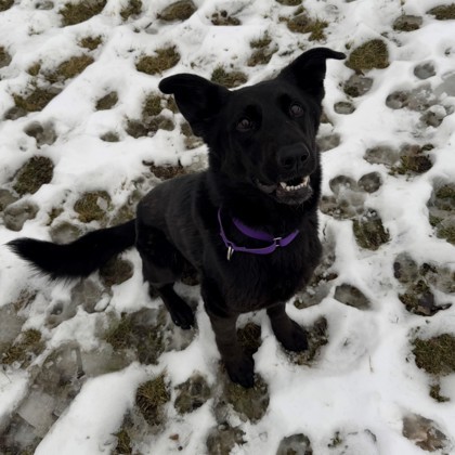 Animagus, an adoptable German Shepherd Dog, Labrador Retriever in Willmar, MN, 56201 | Photo Image 2
