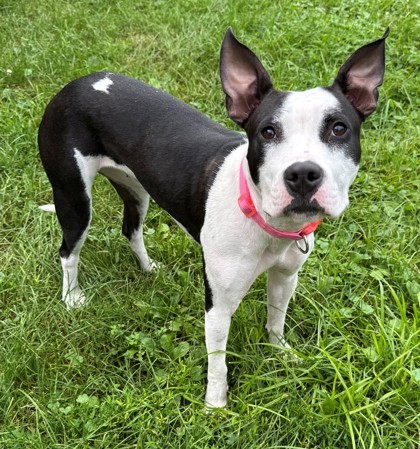 Shuri, an adoptable Pit Bull Terrier, Mixed Breed in Willmar, MN, 56201 | Photo Image 1