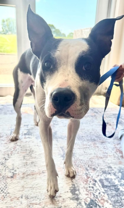Shuri, an adoptable Pit Bull Terrier, Mixed Breed in Willmar, MN, 56201 | Photo Image 2