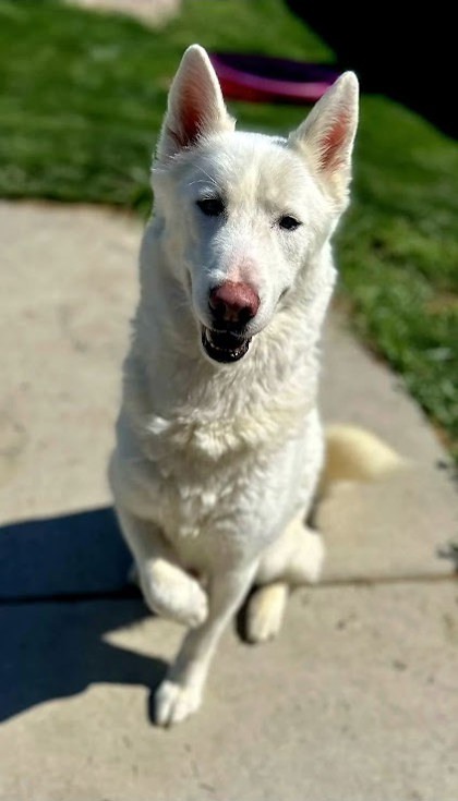 Dewey