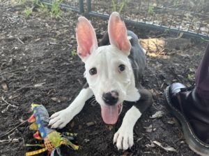 Dumbo