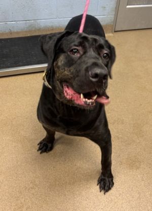 Rocky - IN FOSTER