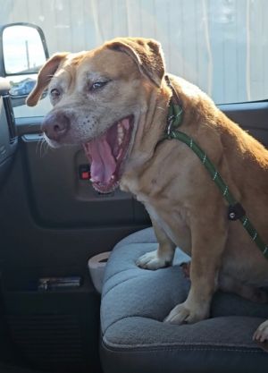 Tiki