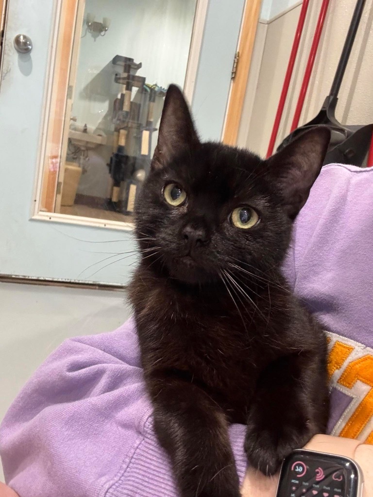 Bats, an adoptable Domestic Short Hair in Ashland, WI, 54806 | Photo Image 1