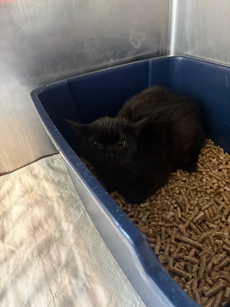 Bats, an adoptable Domestic Short Hair in Ashland, WI, 54806 | Photo Image 2