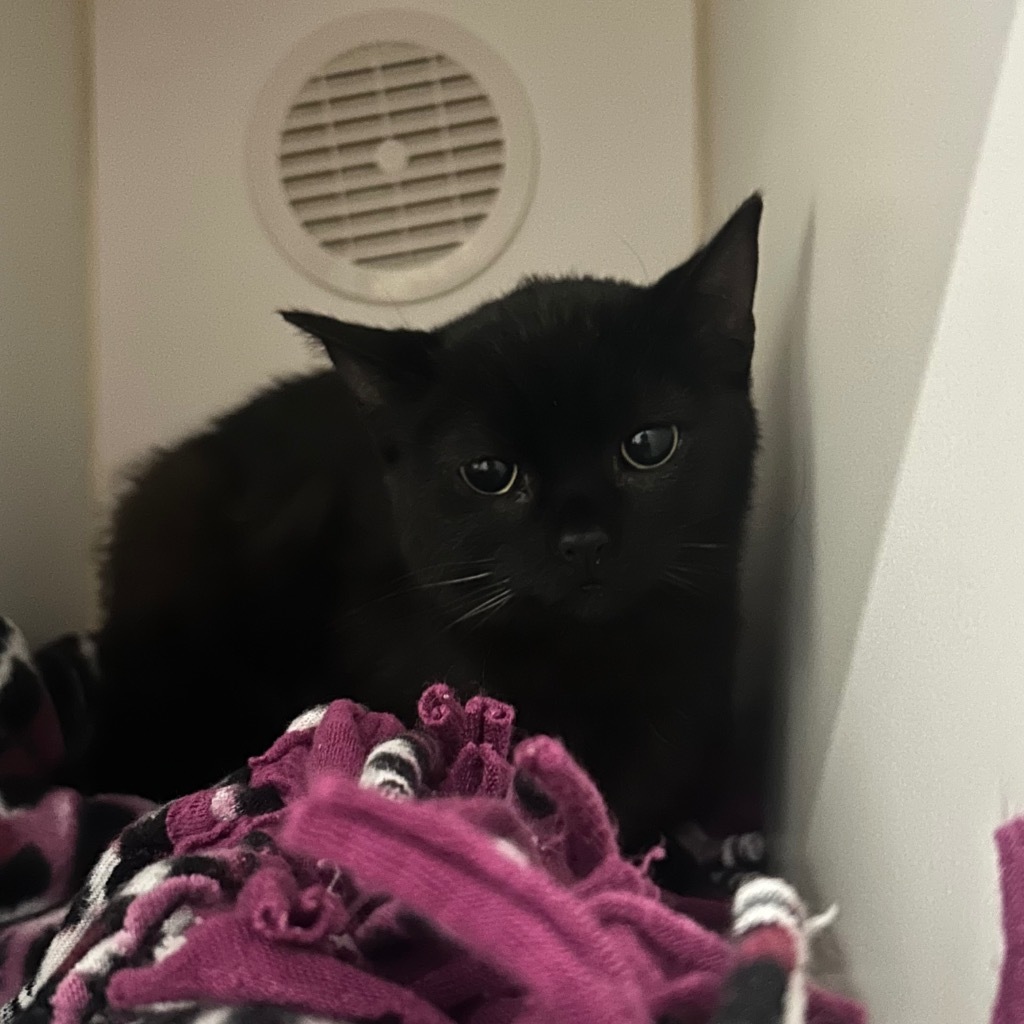 Bats, an adoptable Domestic Short Hair in Ashland, WI, 54806 | Photo Image 5