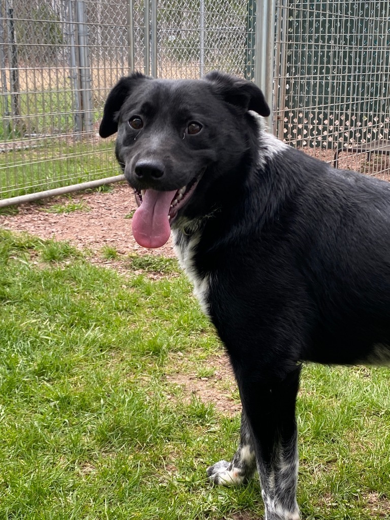 Daisy, an adoptable Australian Shepherd, Mixed Breed in Ashland, WI, 54806 | Photo Image 1