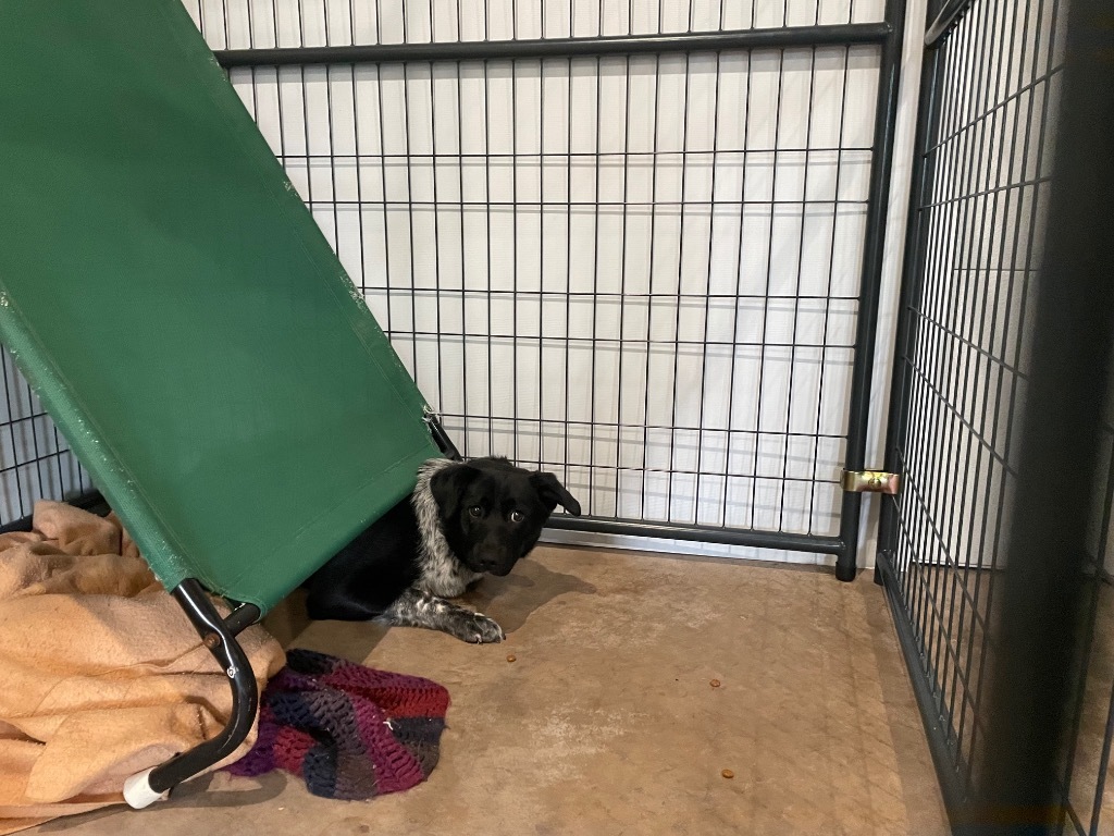 Daisy, an adoptable Australian Shepherd, Mixed Breed in Ashland, WI, 54806 | Photo Image 2