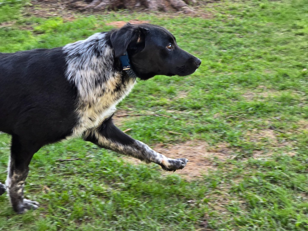 Daisy, an adoptable Australian Shepherd, Mixed Breed in Ashland, WI, 54806 | Photo Image 3