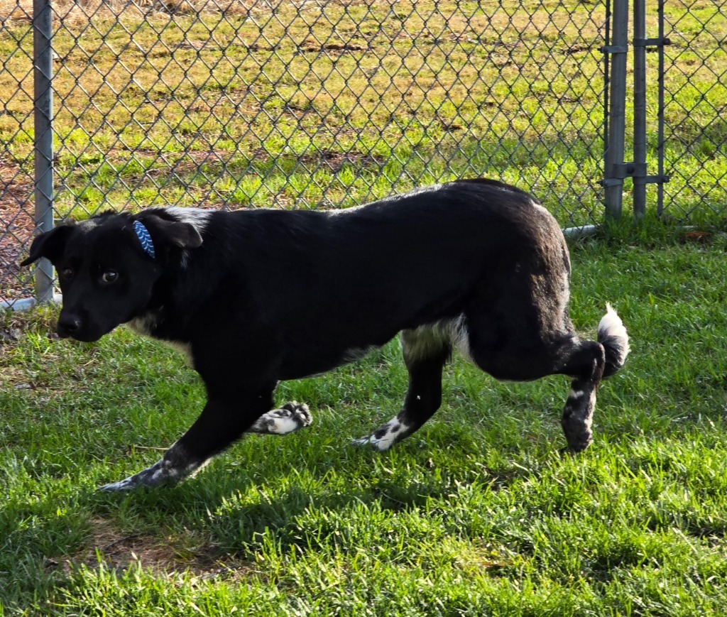 Daisy, an adoptable Australian Shepherd, Mixed Breed in Ashland, WI, 54806 | Photo Image 4