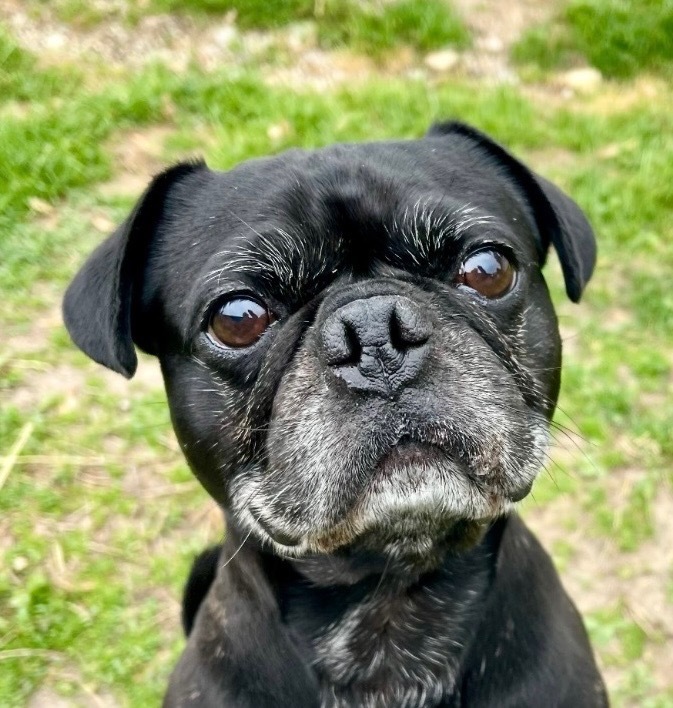 Hank